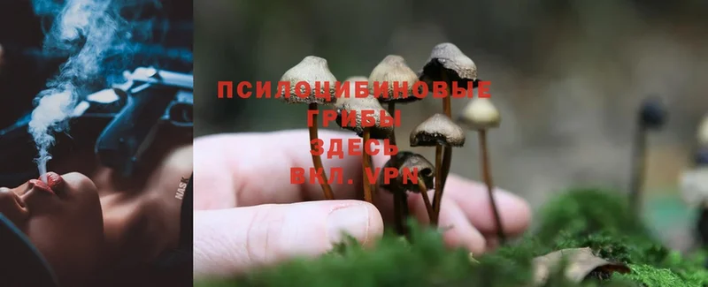 Псилоцибиновые грибы Psilocybe  Орёл 